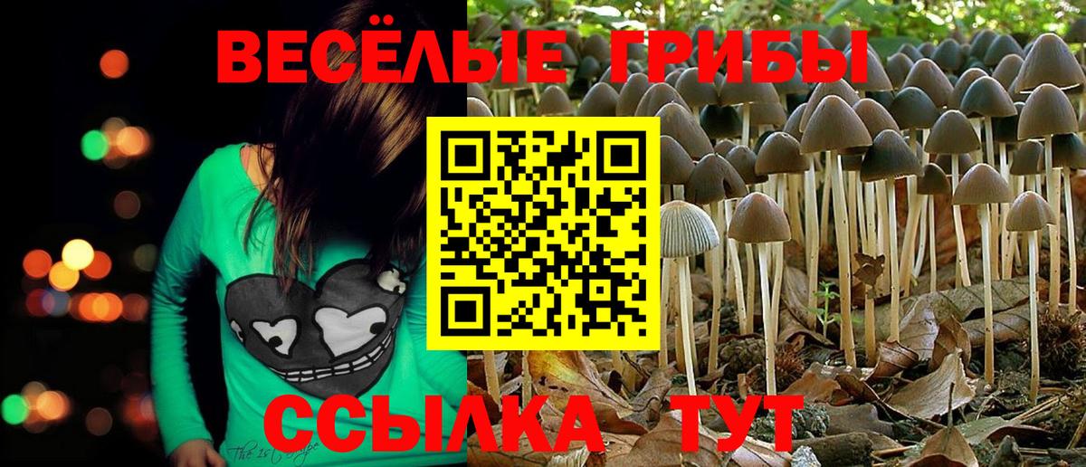 Кингисепп  Галлюциногенные грибы Psilocybine cubensis  Вход с VPN 